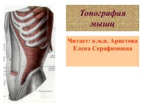 Топография мышц