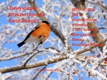 Зимующие птицы города Киселёвска