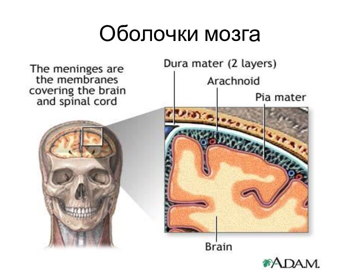 Оболочки мозга