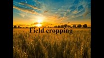 Field cropping