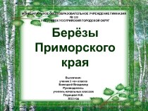 Берёзы Приморского края