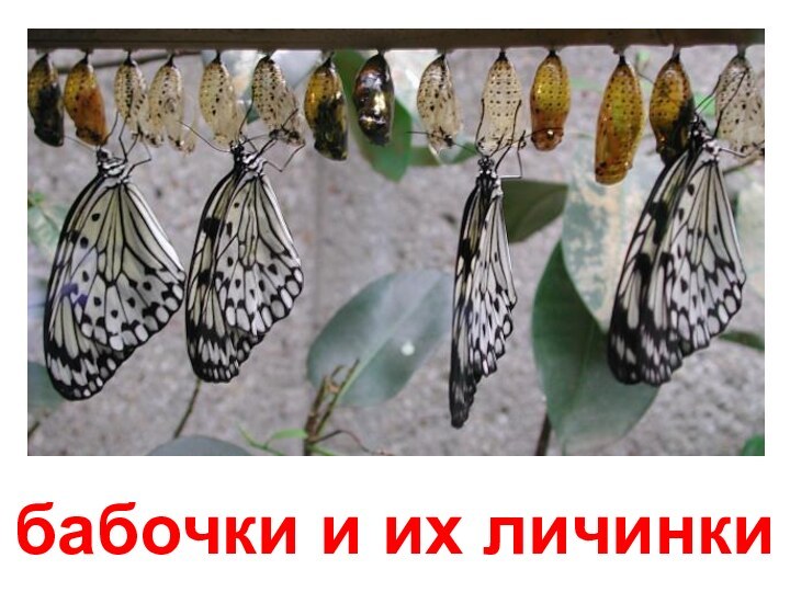 бабочки и их личинки