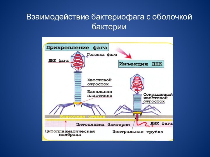 Взаимодействие бактериофага с оболочкой бактерии