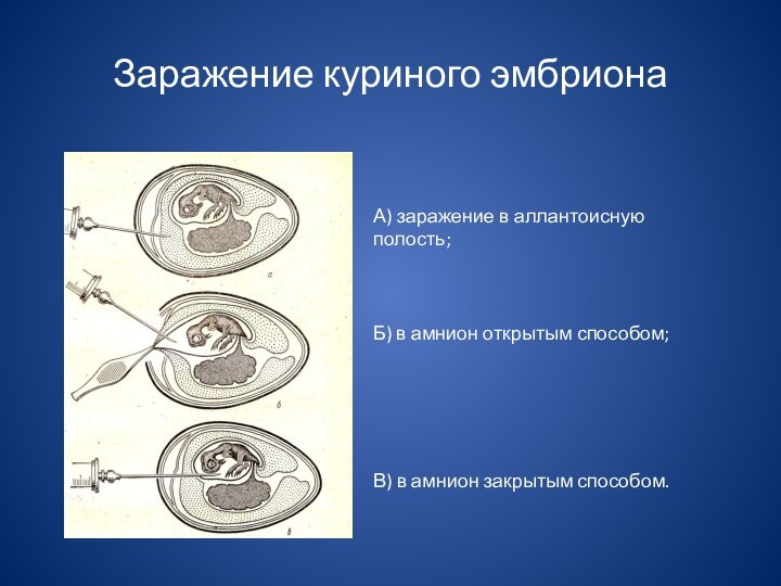 Заражение куриного эмбрионаА) заражение в аллантоисную полость;Б) в амнион открытым способом;В) в амнион закрытым способом.