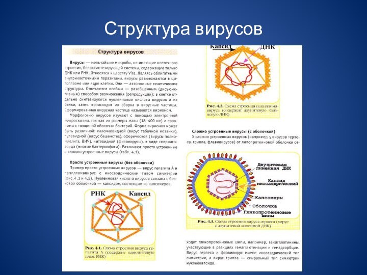 Структура вирусов
