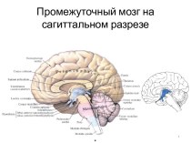 Промежуточный мозг на сагиттальном разрезе