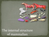 The internal structure of mammalian