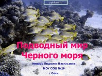 Подводный мир Черного моря