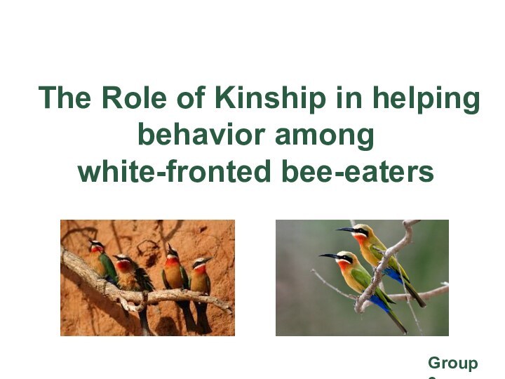 The Role of Kinship in helping behavior among  white-fronted bee-eatersGroup 3