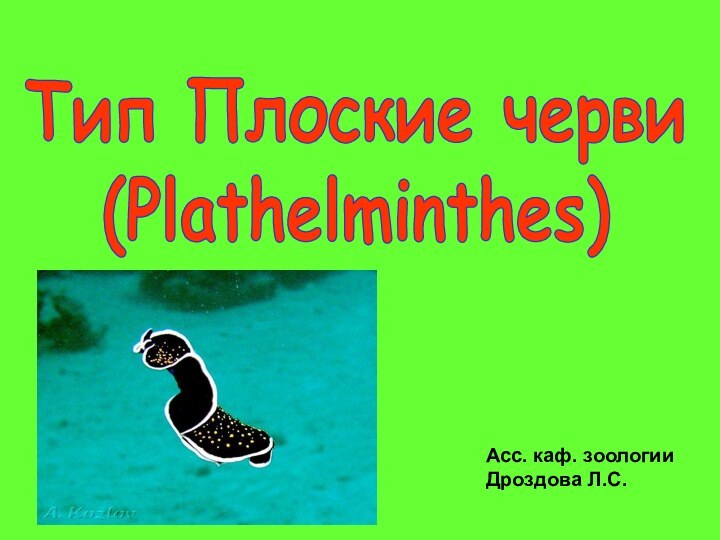 Тип Плоские черви(Plathelminthes)Асс. каф. зоологииДроздова Л.С.