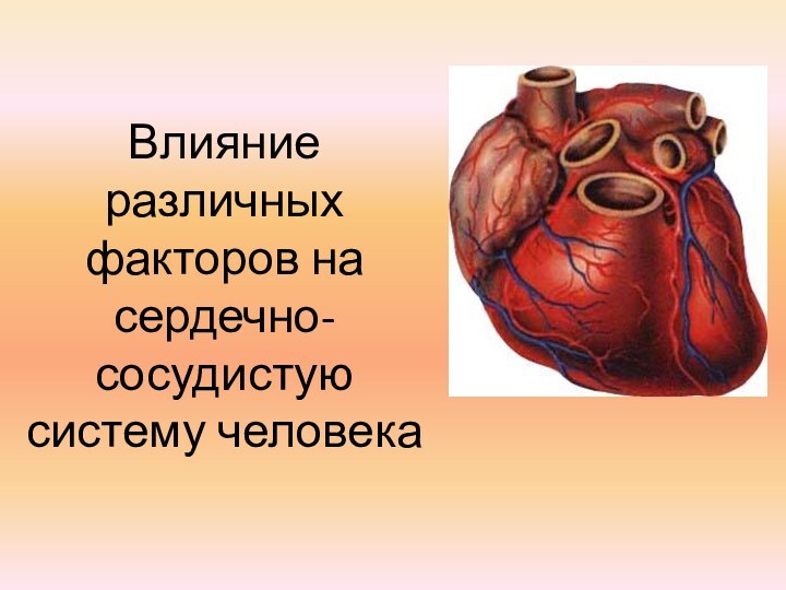 Влияние различных факторов на сердечно-сосудистую систему человека