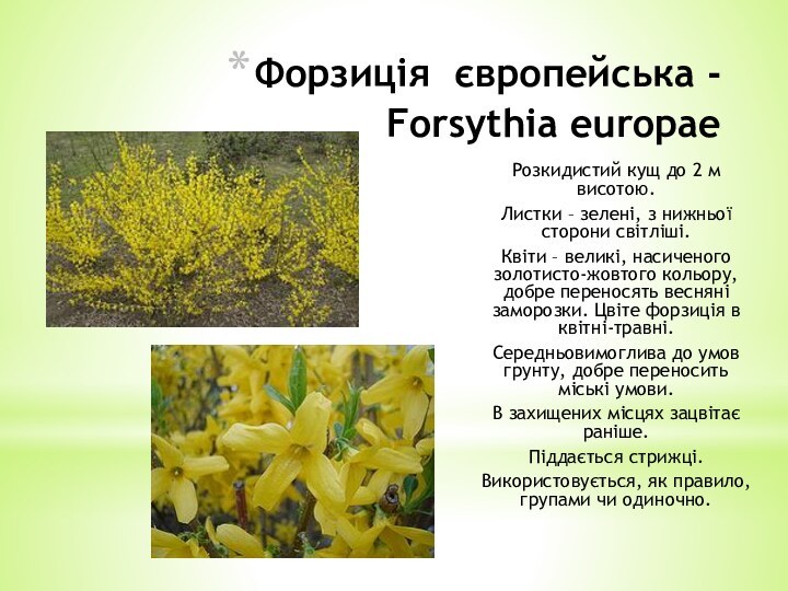 Форзиція європейська - Forsythiа europaeРозкидистий кущ до 2 м висотою. Листки –