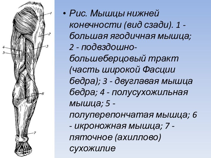 Рис. Мышцы нижней конечности (вид сзади). 1 - большая ягодичная мышца; 2