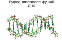 Будова, властивості, функції ДНК
