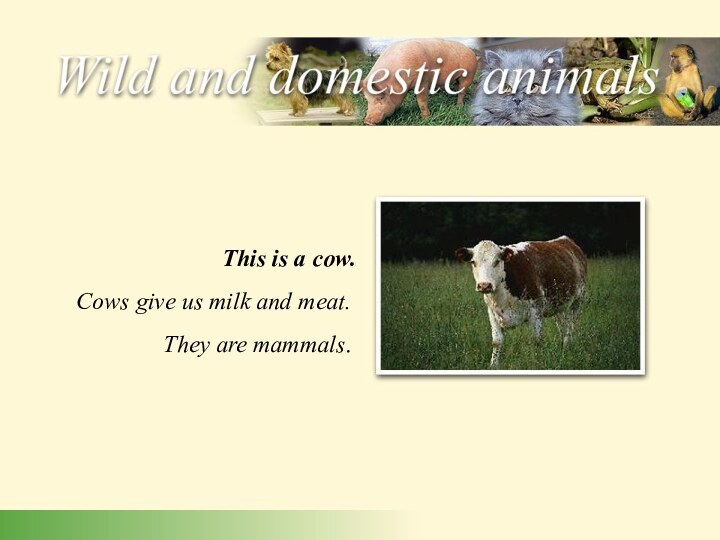 Cows give us milk and meat. They are mammals.This is a cow.