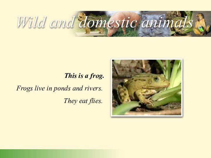 Frogs live in ponds and rivers. They eat flies. This is a frog.