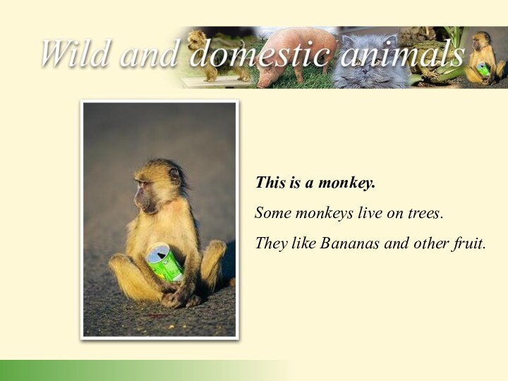 This is a monkey. Some monkeys live on trees. They like Bananas and other fruit.