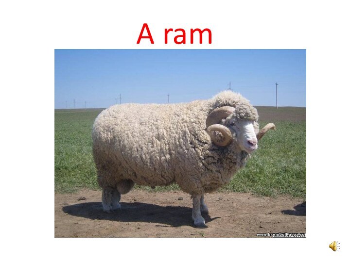 A ram