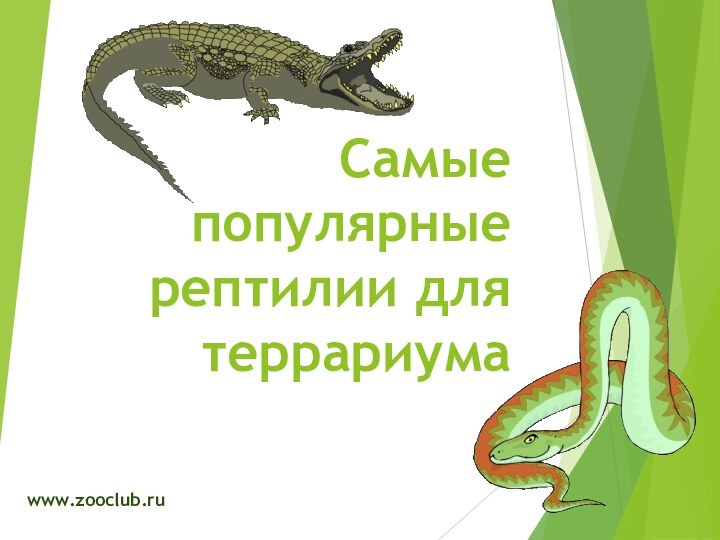 Самые популярные рептилии для террариумаwww.zooclub.ru