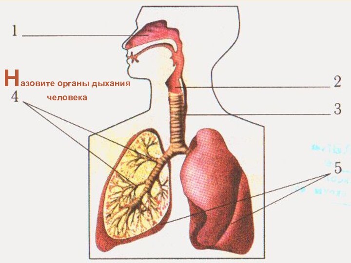Назовите органы дыханиячеловека