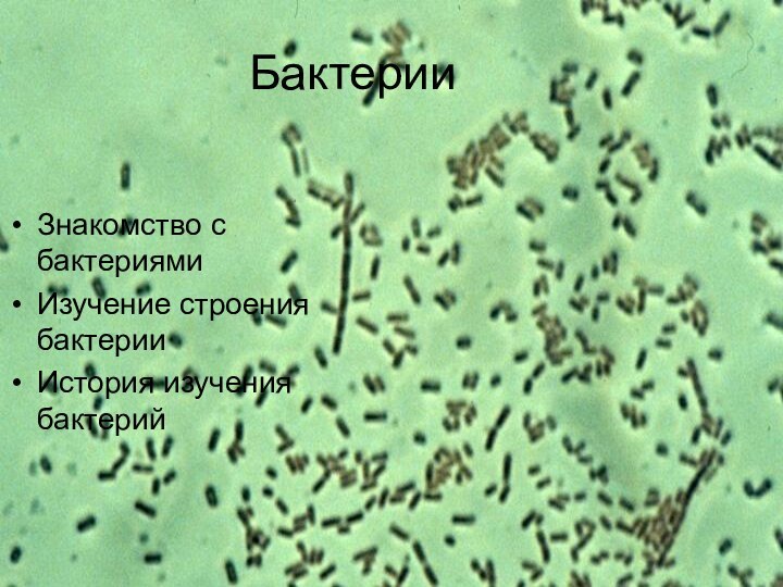 БактерииЗнакомство с бактериямиИзучение строения бактерииИстория изучения бактерий