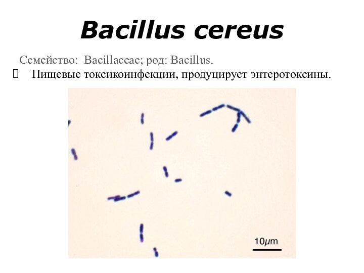 Bacillus cereusСемейство: Bacillaceae; род: Bacillus.Пищевые токсикоинфекции, продуцирует энтеротоксины.