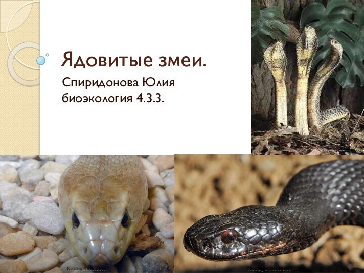 Ядовитые змеи.Спиридонова Юлия биоэкология 4.3.3.