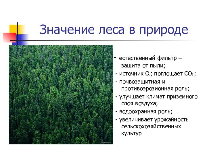 Значение леса в природе- естественный фильтр – защита от пыли;