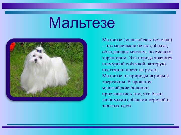 Мальтезе (мальтийская болонка) – это маленькая белая собачка, обладающая мягким, но