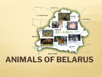 Animals of belarus