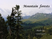 Mountain Forests