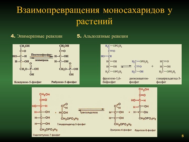 Взаимопревращения моносахаридов у растений4. Эпимеразные реакции		5. Альдолазные реакции