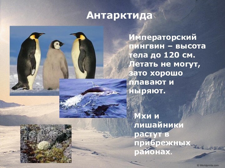 АнтарктидаИмператорский пингвин – высота тела до 120 см. Летать не могут, зато
