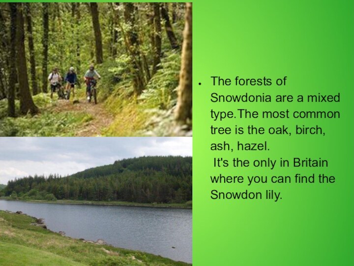 The forests of Snowdonia are a mixed type.The most common tree is