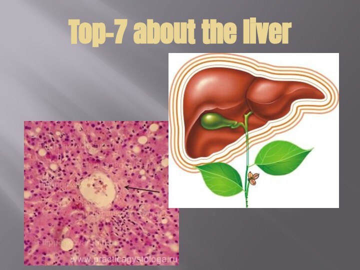 Top-7 about the liver