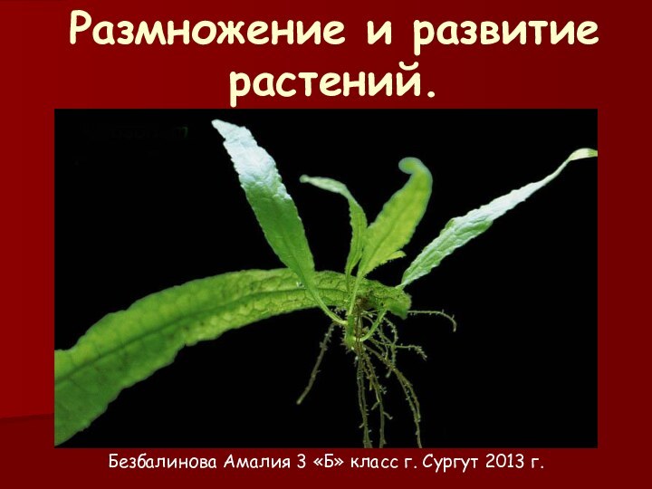 Размножение и развитие растений.Безбалинова Амалия 3 «Б» класс г. Сургут 2013 г.