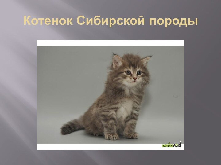 Котенок Сибирской породы