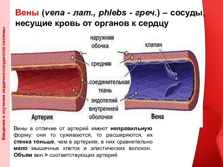Вены (vena - лат., phlebs - греч.) – сосуды, несущие кровь