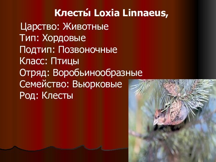 Клесты́ Loxia Linnaeus,  Царство: Животные Тип: Хордовые Подтип: Позвоночные