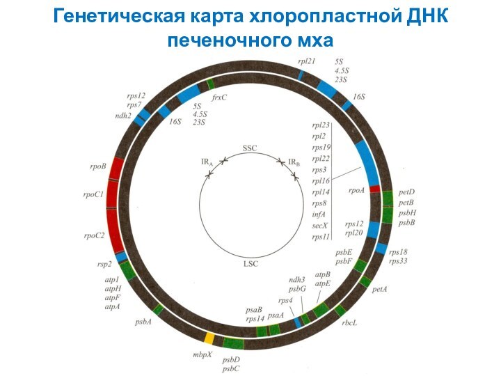 Генетическая карта хлоропластной ДНК печеночного мха