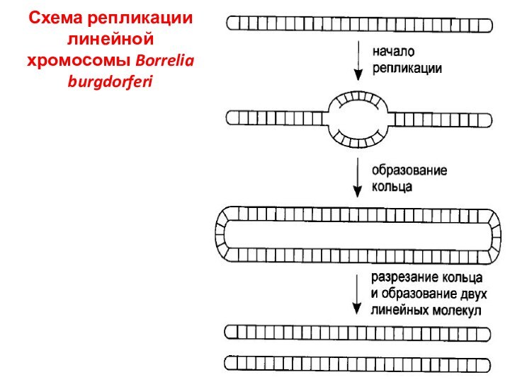 Схема репликации линейной хромосомы Borrelia burgdorferi