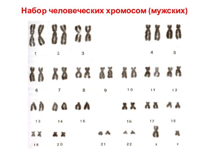 Набор человеческих хромосом (мужских)
