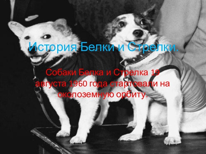 История Белки и Стрелки.Собаки Белка и Стрелка 19 августа 1960 года стартовали на околоземную орбиту.