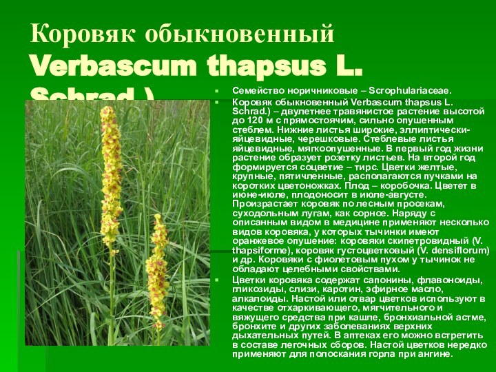 Коровяк обыкновенный Verbascum thapsus L. Schrad.) Семейство норичниковые – Scrophulariaceae. Коровяк обыкновенный
