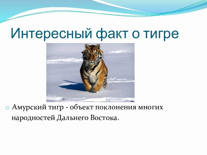 Интересный факт о тигреАмурский тигр - объект поклонения многих  народностей Дальнего Востока.