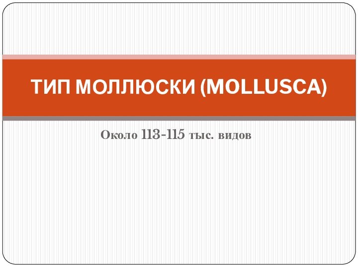 Около 113-115 тыс. видовТИП МОЛЛЮСКИ (MOLLUSCA)