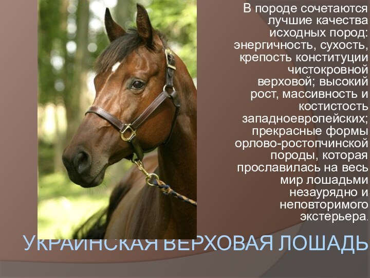 украинская верховая лошадьВ породе сочетаются лучшие качества исходных пород: энергичность, сухость, крепость