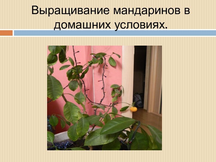 Выращивание мандаринов в домашних условиях.