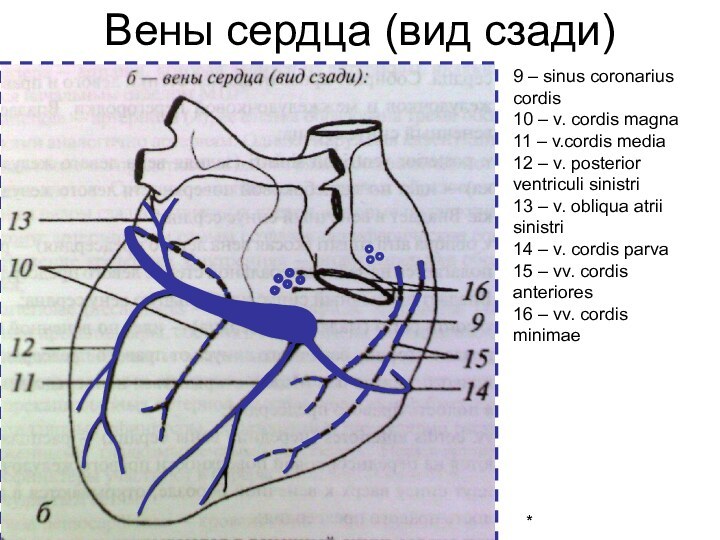 9 – sinus coronarius cordis10 – v. cordis magna11 – v.cordis media12