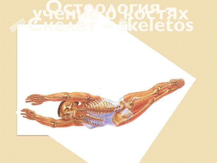 Остеология – учение о костяхСкелет – skeletos